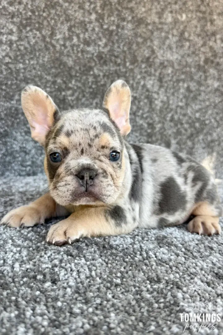 Tobias, a male blue merle and tan French Bulldog puppy, lies calmly on a grey textured surface, looking directly at the viewer.