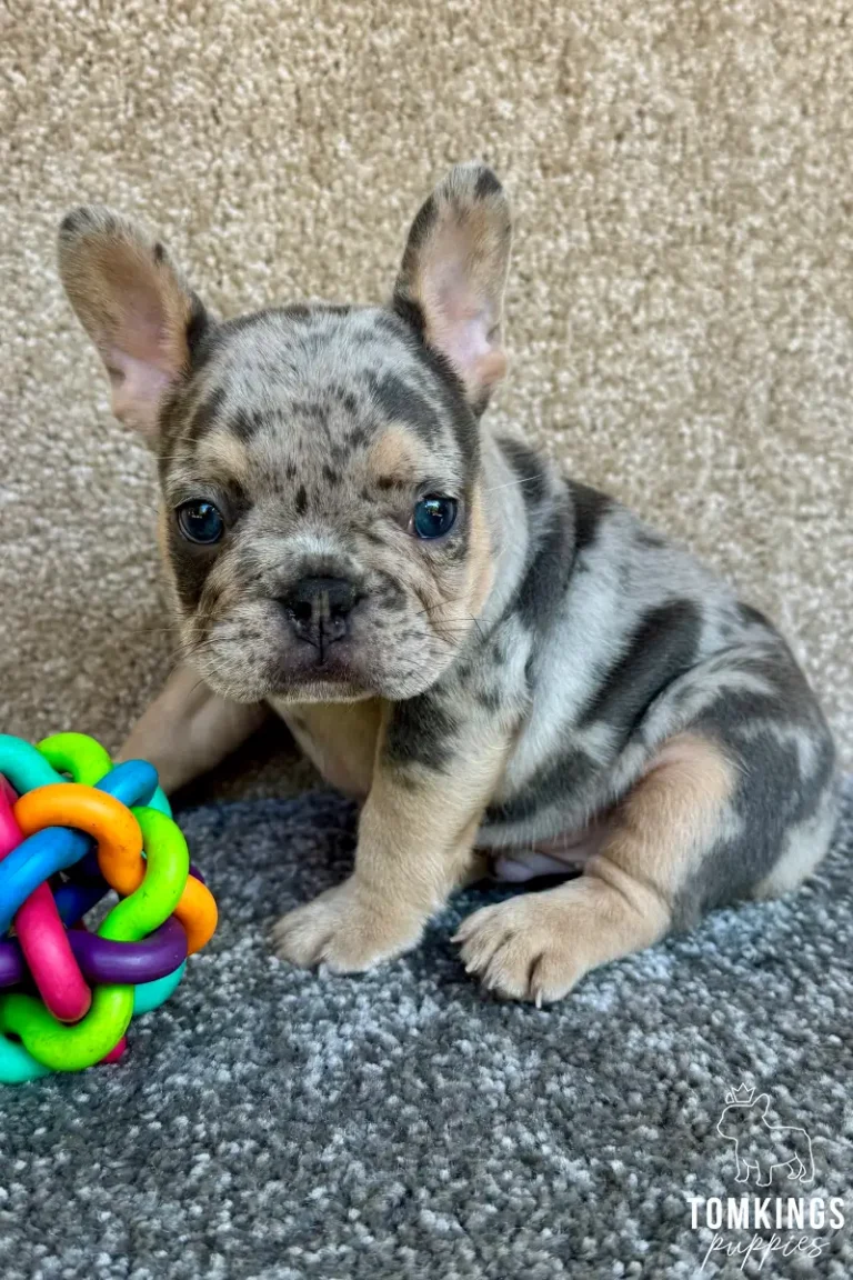 A blue merle and tan French Bulldog puppy named Tobias sits on a gray carpet, looking directly at the camera next to a colorful toy.