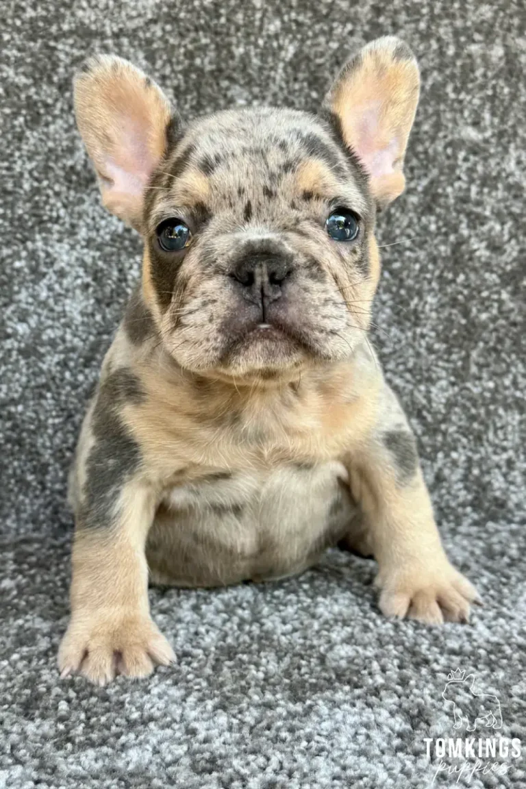 A blue merle and tan French Bulldog puppy named Tobias sits upright on a dark grey carpet, looking directly at the camera with an alert expression.