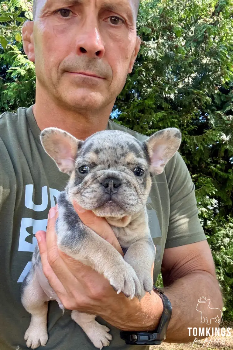 A charming blue merle and tan French Bulldog puppy, Tobias, held gently by a man and looking directly at the camera outdoors.