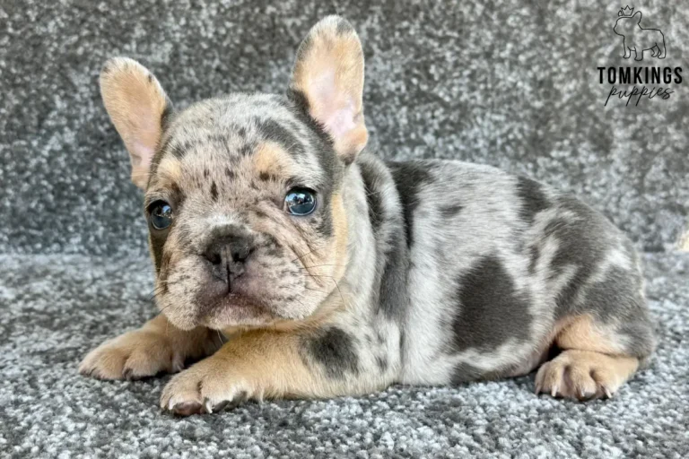 A blue merle and tan French Bulldog puppy named Tobias lies on a grey carpet, looking directly at the camera with a gentle expression.