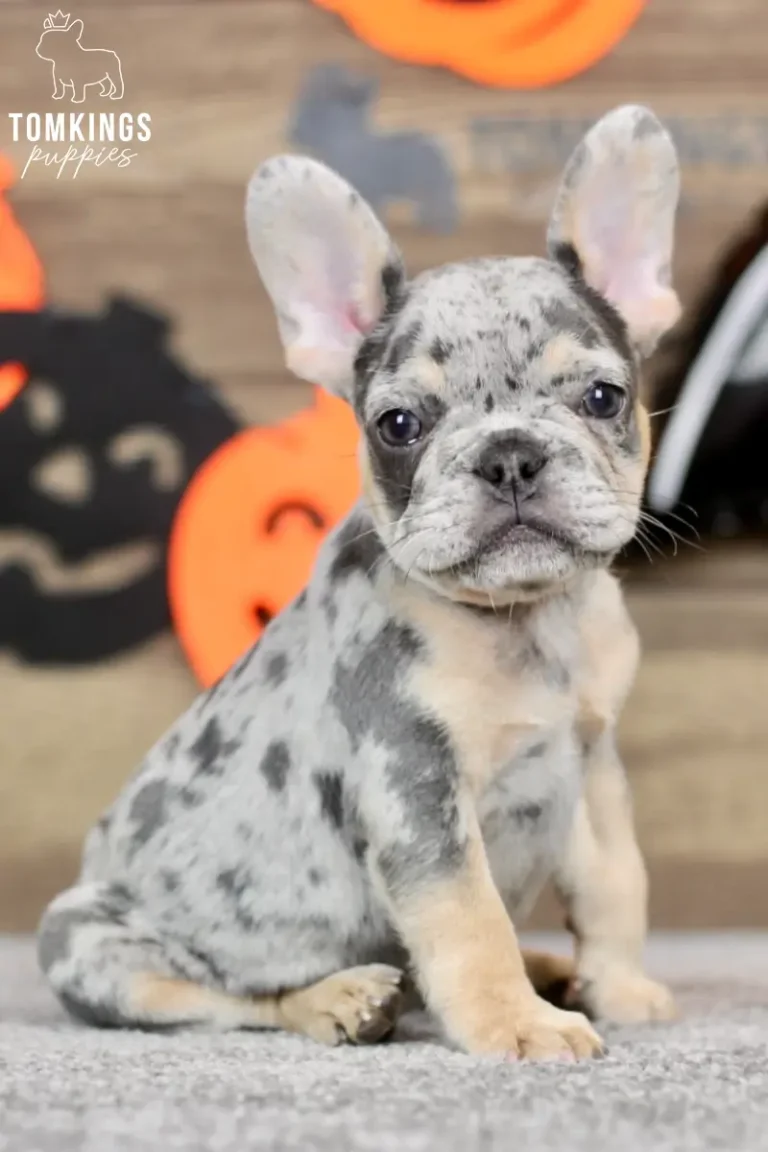 Tobias, a blue merle French Bulldog puppy with dark gray spots and tan markings, sitting in front of orange Halloween pumpkin decorations.