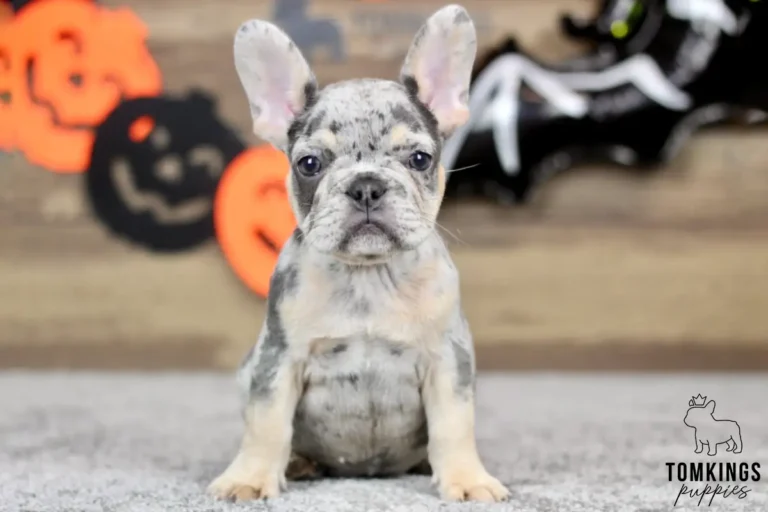 Front-facing portrait of Tobias, a blue merle French Bulldog puppy with spotted gray fur and upright ears, sitting against Halloween decorations.