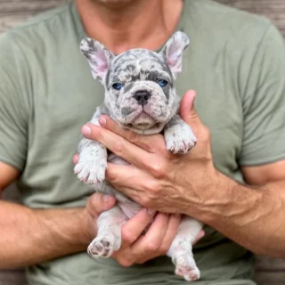 Merle French Bulldog puppy with TomKings Tom