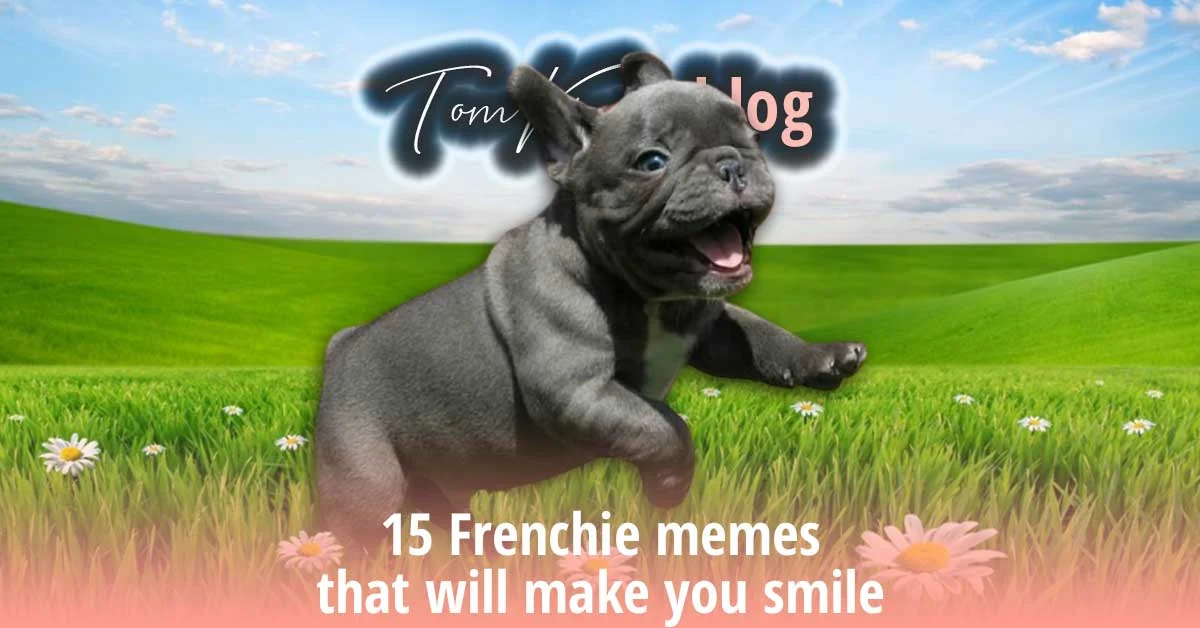 TomKings blog banner reading 15 Frenchie memes that will make you smile, with an illustrated blue puppy leaping through a grassy field