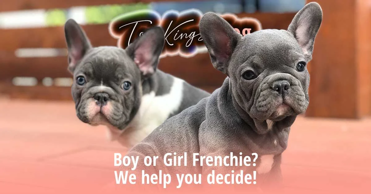 TomKings blog banner Boy or Girl Frenchie We help you decide, with two blue French Bulldog puppies