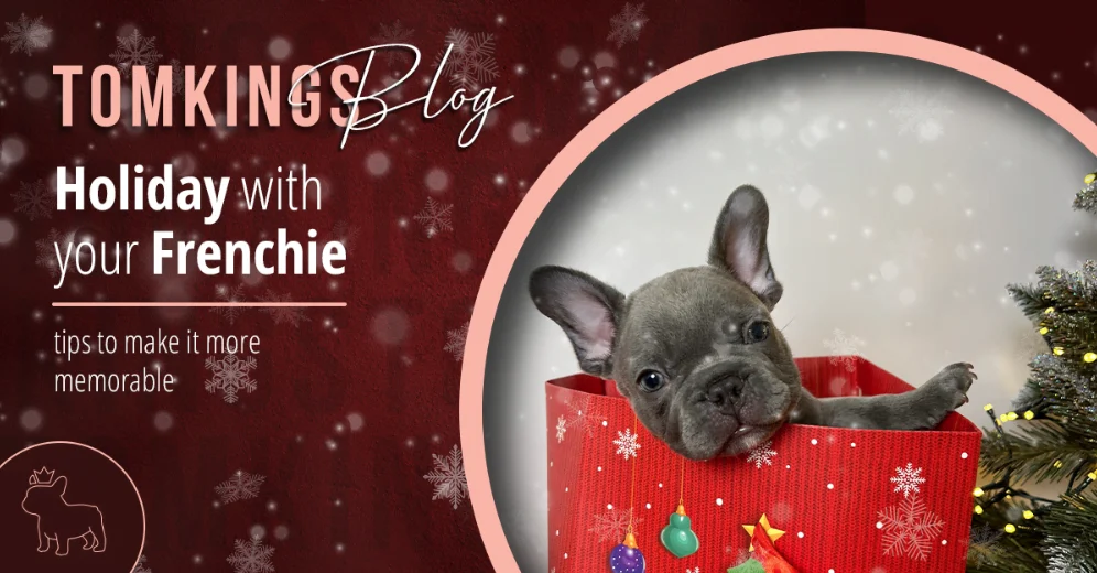 TomKings blog banner on the holidays with your Frenchie, with a grey puppy peeking out of a red gift bag