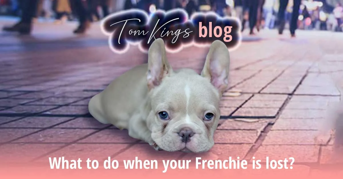 TomKings blog banner on a lost Frenchie, with a cream puppy lying on a city sidewalk