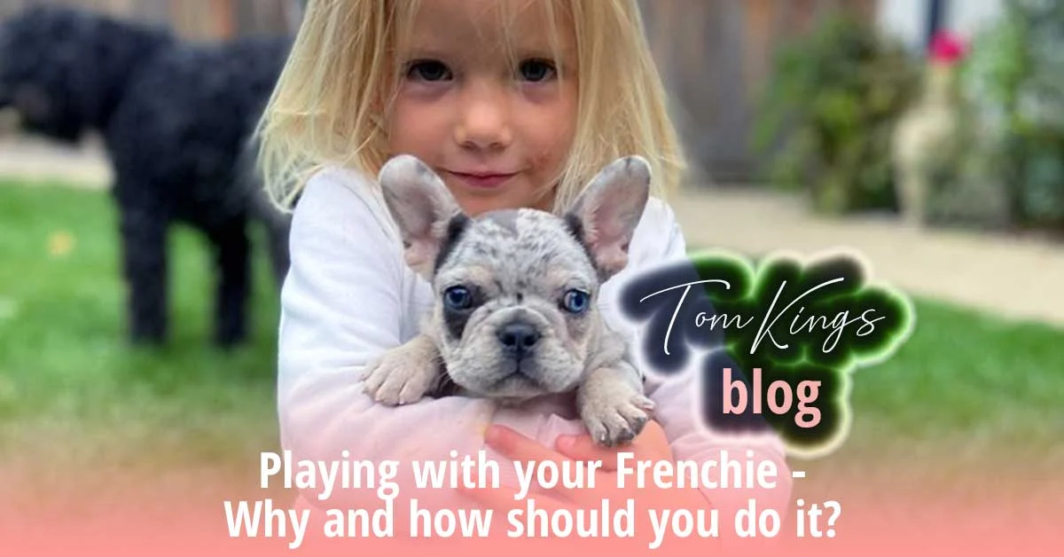 TomKings blog banner on playing with your Frenchie, with a young girl holding a merle puppy outdoors