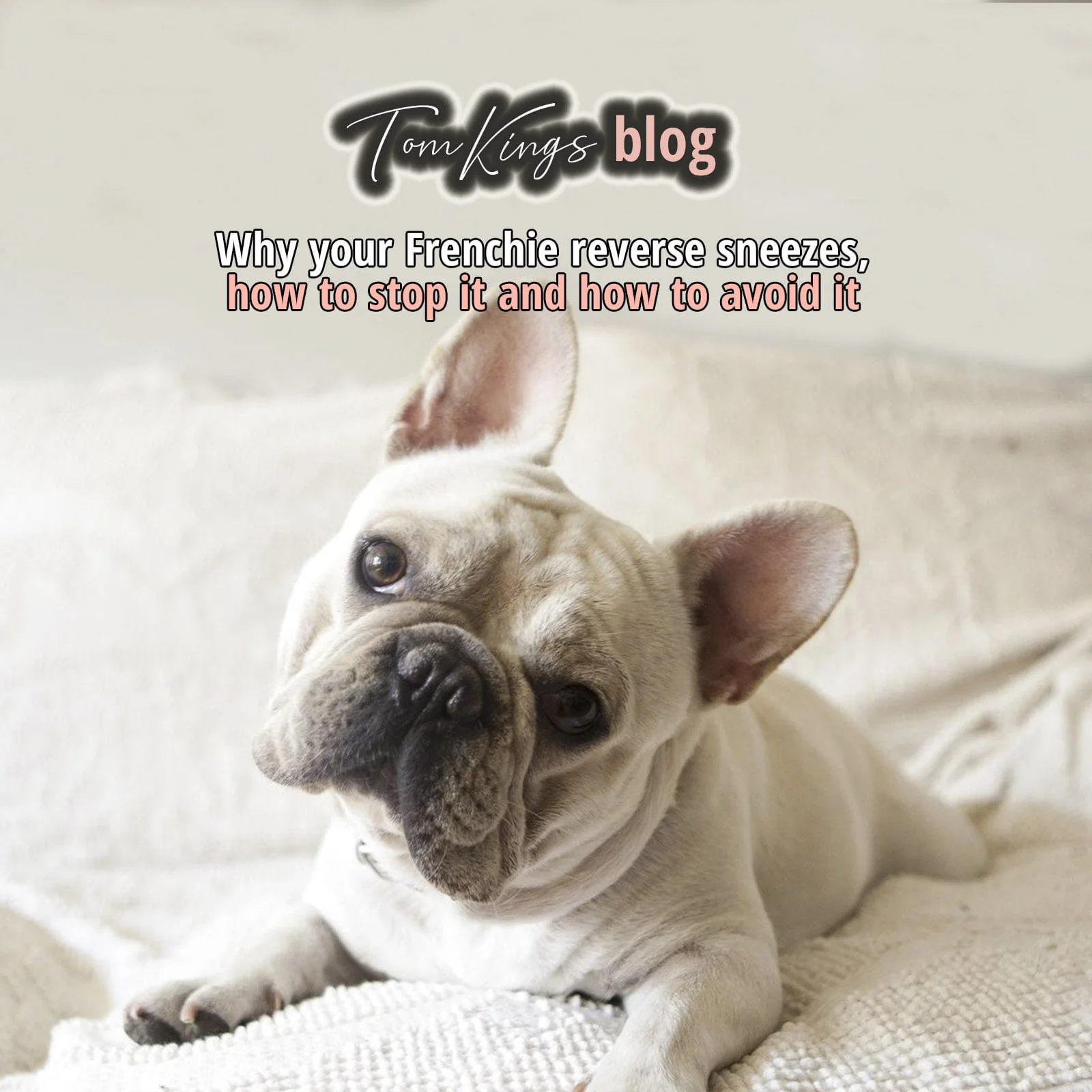 TomKings blog banner on reverse sneezing in Frenchies, with a cream French Bulldog lying on a bed