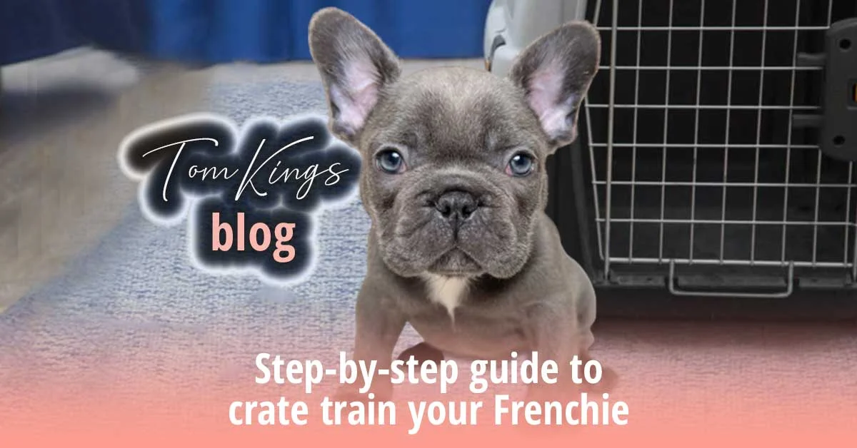 TomKings blog banner on crate training a Frenchie, with a blue-grey puppy standing in front of a wire crate