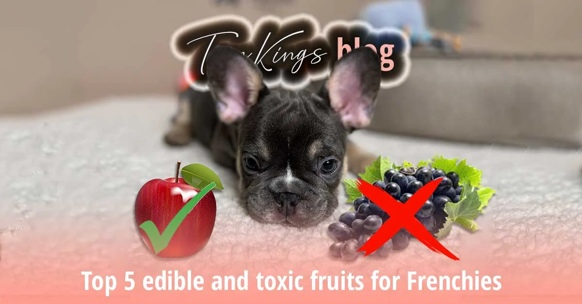 TomKings blog banner on edible and toxic fruits for Frenchies, with a puppy beside an apple and grapes icon