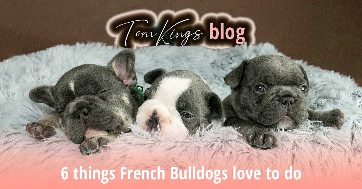 TomKings blog banner 6 things French Bulldogs love to do, with three grey puppies on a fuzzy blanket