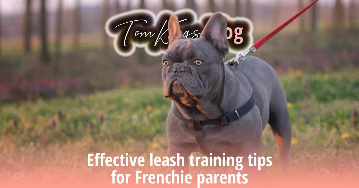 TomKings blog banner on leash training tips for Frenchie parents, with a blue French Bulldog on a red leash in a wildflower field