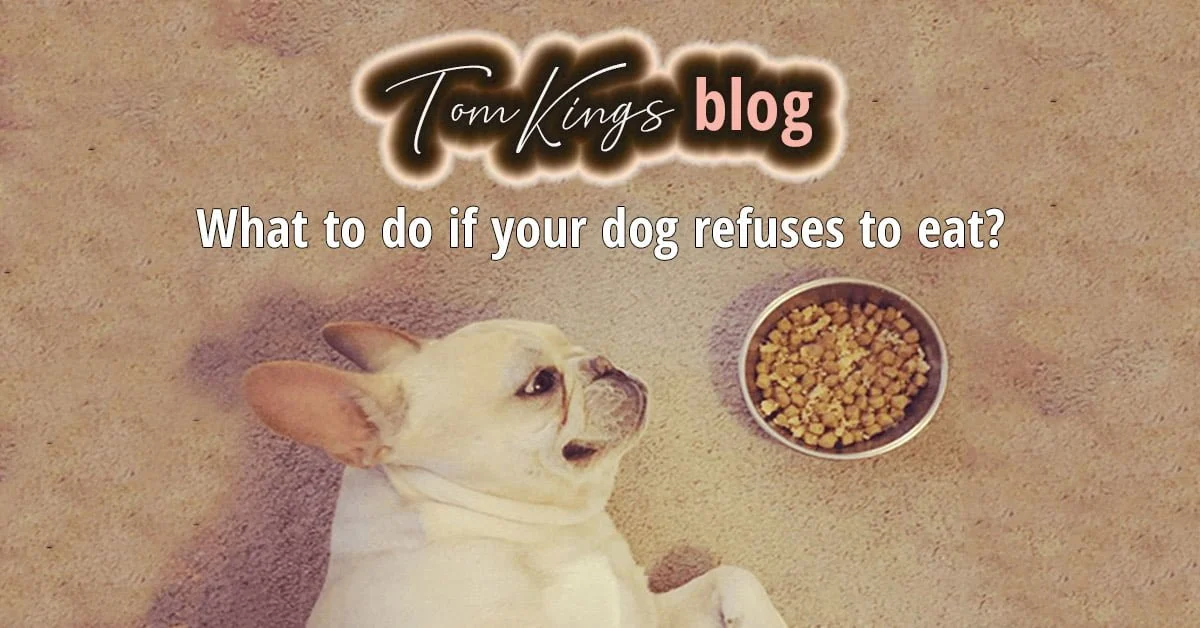 TomKings blog banner on dogs refusing to eat, with a cream French Bulldog lying next to a full bowl of kibble