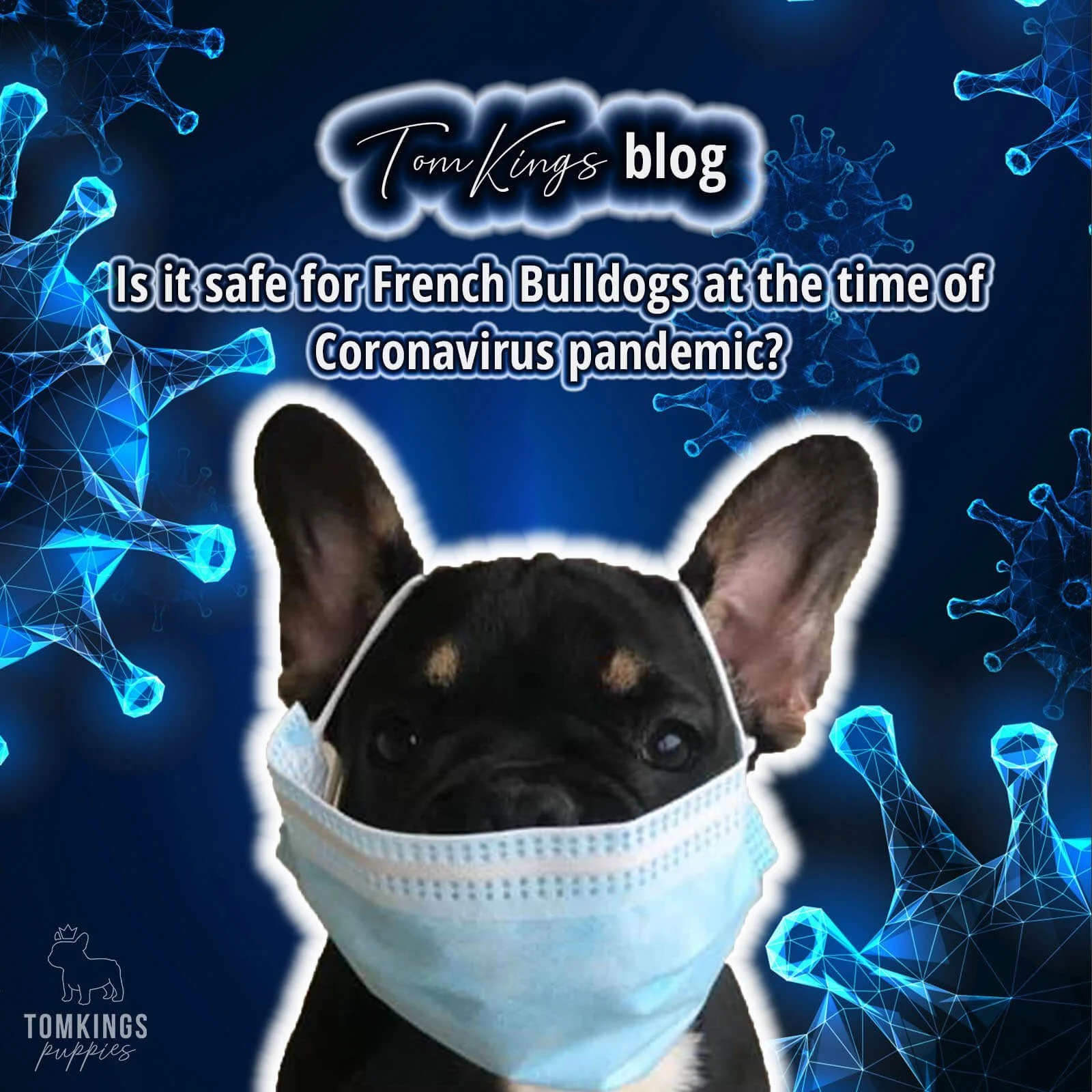TomKings blog banner about French Bulldogs during the coronavirus pandemic