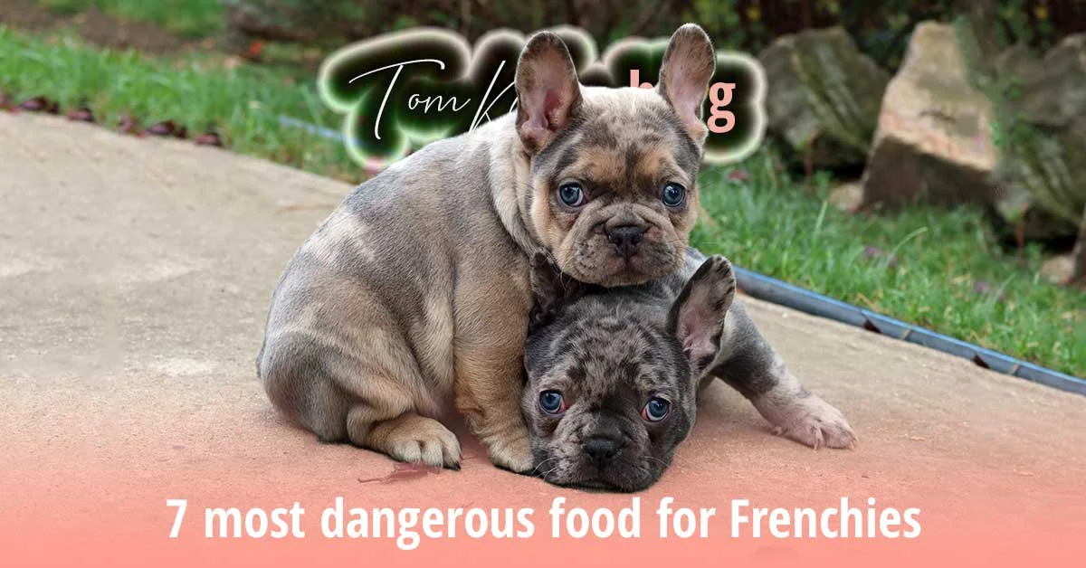 TomKings blog banner on dangerous foods for Frenchies, with two merle puppies snuggled together outdoors