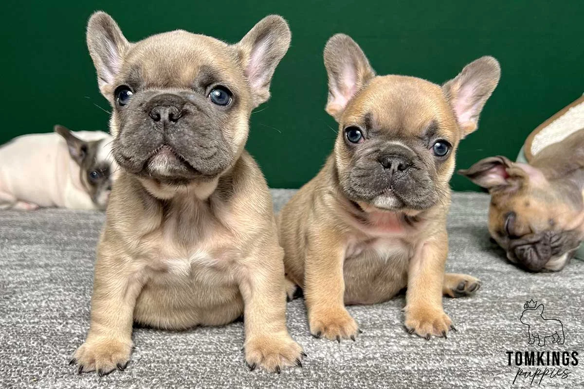 Three fawn French Bulldog puppies sitting together