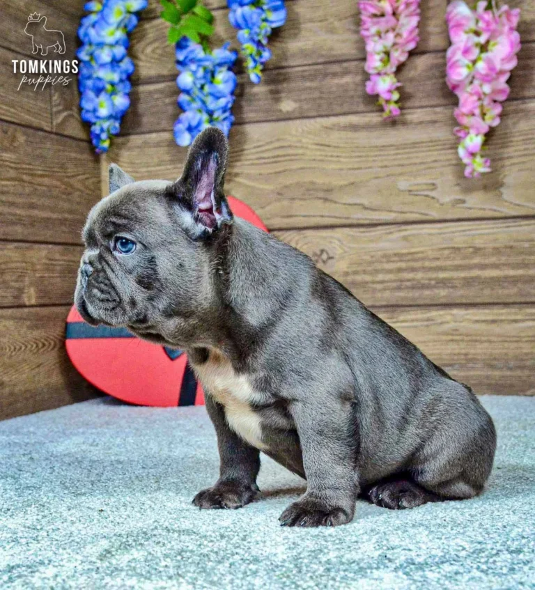 Venom, a blue French Bulldog male puppy, sitting in side profile with a white chest marking and red heart gift behind him.
