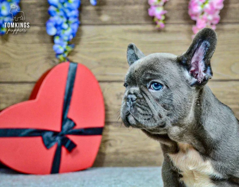 Close side portrait of Venom, a blue French Bulldog boy with bright blue-gray eyes, beside a red heart-shaped gift box.