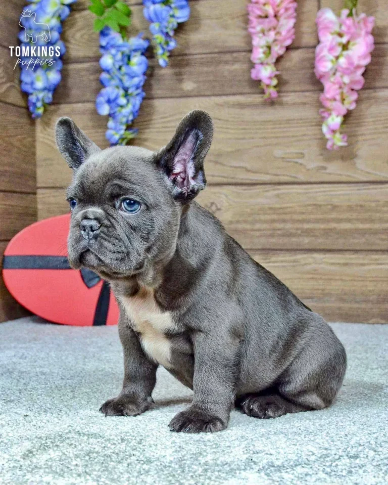 Venom, a blue French Bulldog boy with a white chest marking, sitting beside a red heart-shaped gift in a flower-decorated studio.