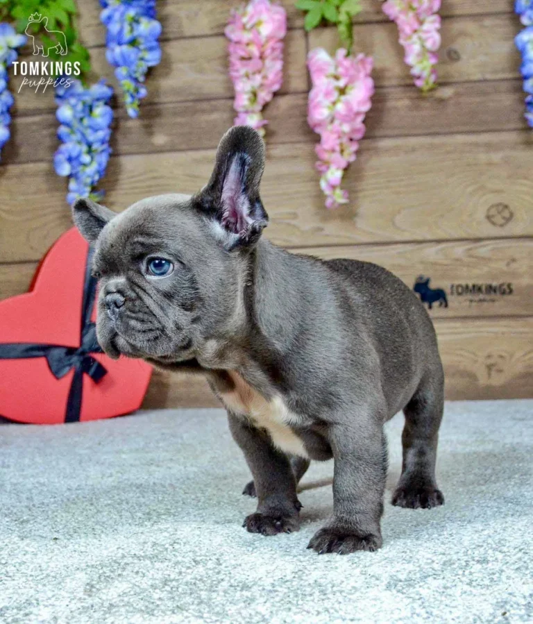 Venom, a blue male French Bulldog puppy with a white chest, standing in side view against a rustic wooden floral backdrop.