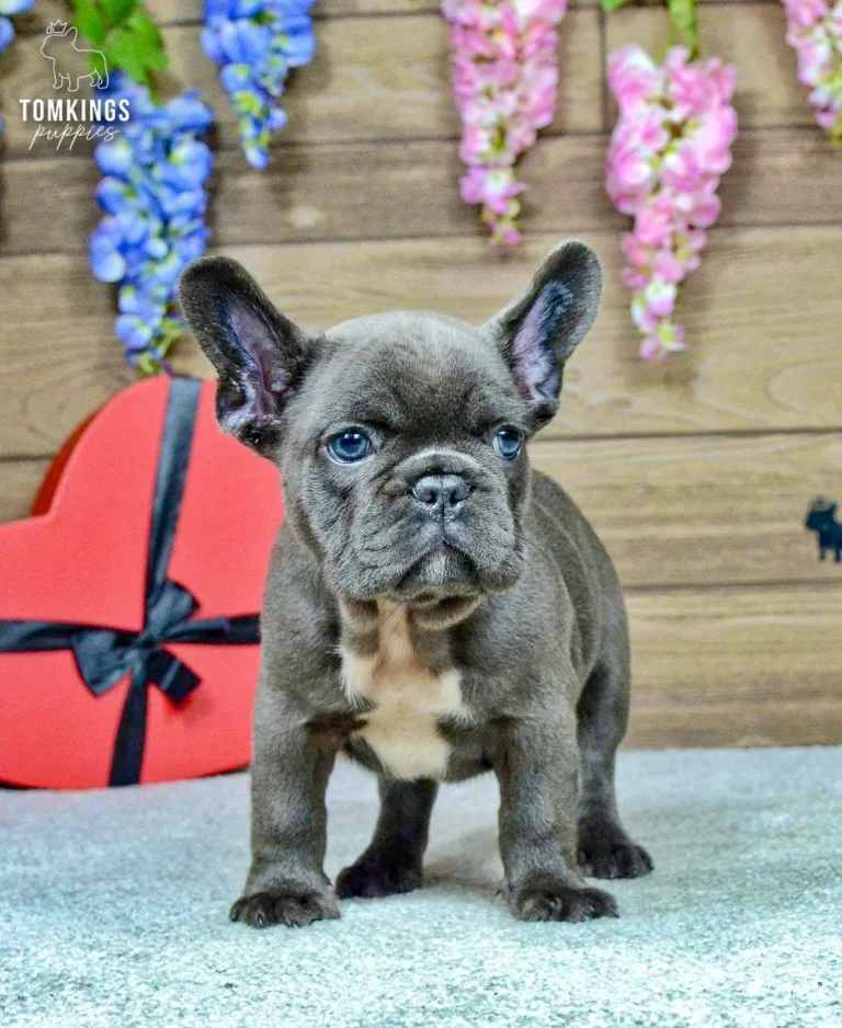 Venom, a blue French Bulldog boy with a white chest marking, standing and looking slightly left in a rustic studio.