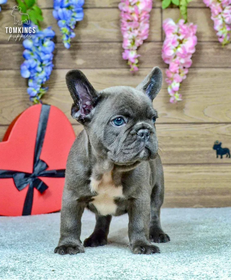 Venom, a blue French Bulldog male puppy with a white chest, standing attentively beside a red heart-shaped gift box.