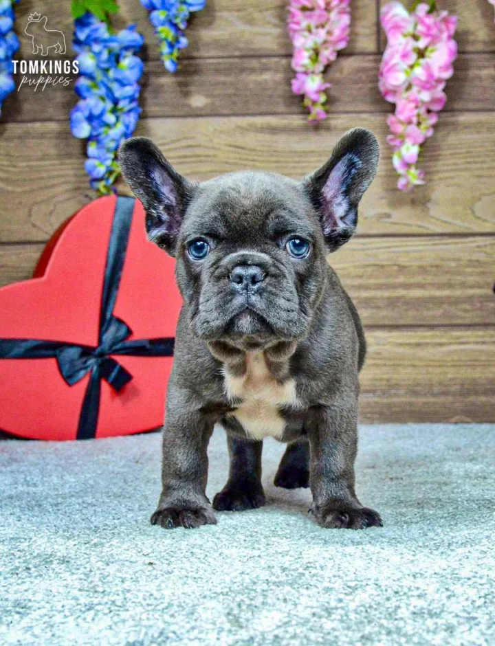 Venom, a blue French Bulldog boy with a white chest marking, standing front-facing beside a red heart-shaped gift.