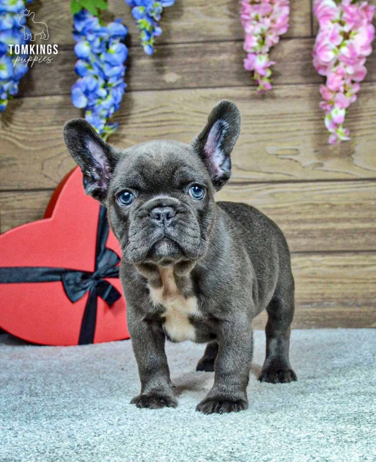 Venom, a blue male French Bulldog puppy with a white chest, standing and looking directly at the camera beside a heart-shaped gift.