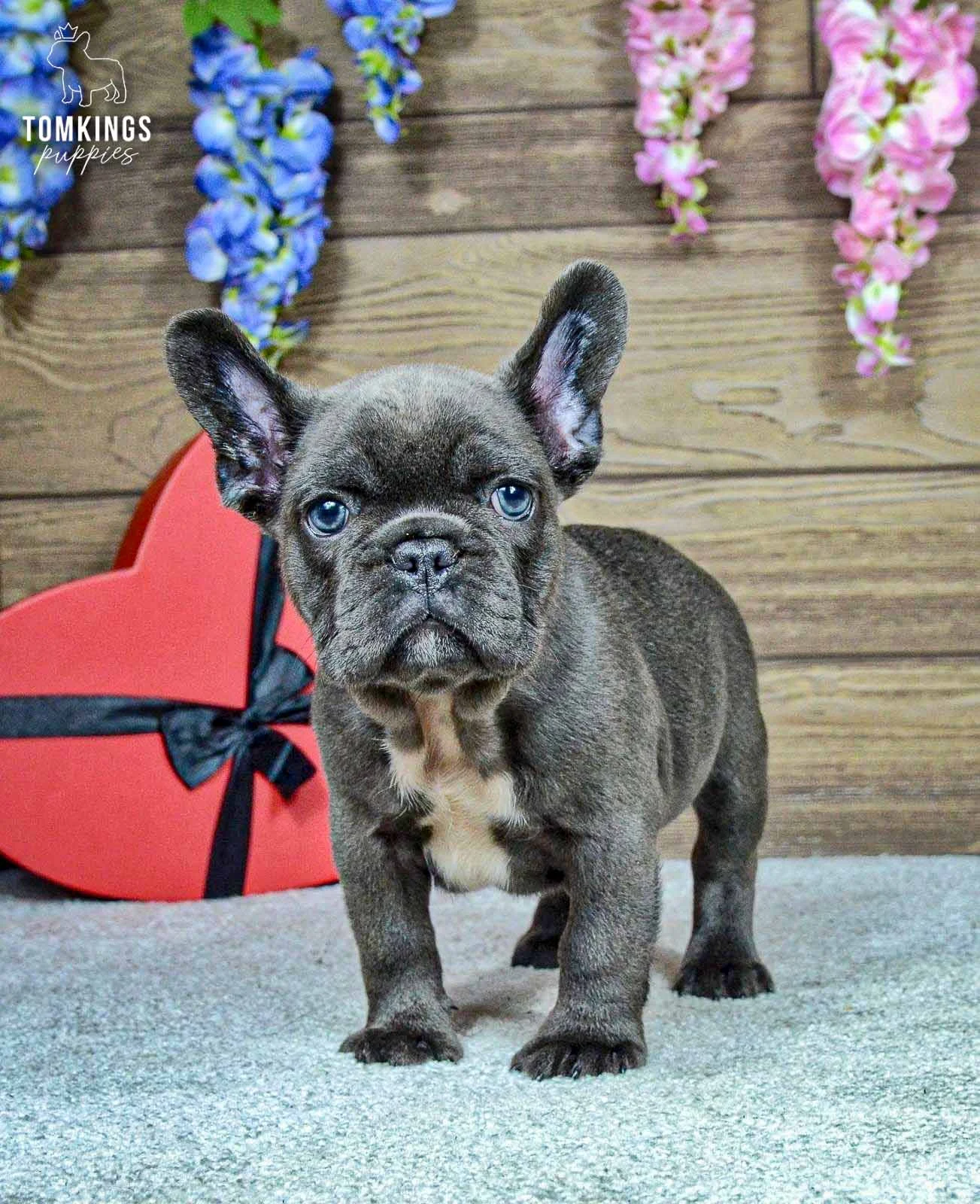 Venom, a blue male French Bulldog puppy with a white chest, standing and looking directly at the camera beside a heart-shaped gift.