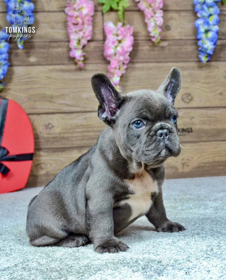 Venom, a blue French Bulldog boy with blue-gray eyes and a white chest marking, standing beside a red heart-shaped gift box.