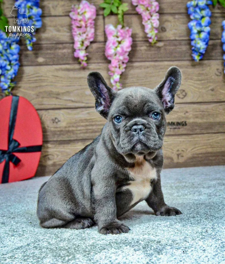 Venom, a blue French Bulldog boy with a white chest marking, sitting against a rustic wooden backdrop with pink and blue flowers.