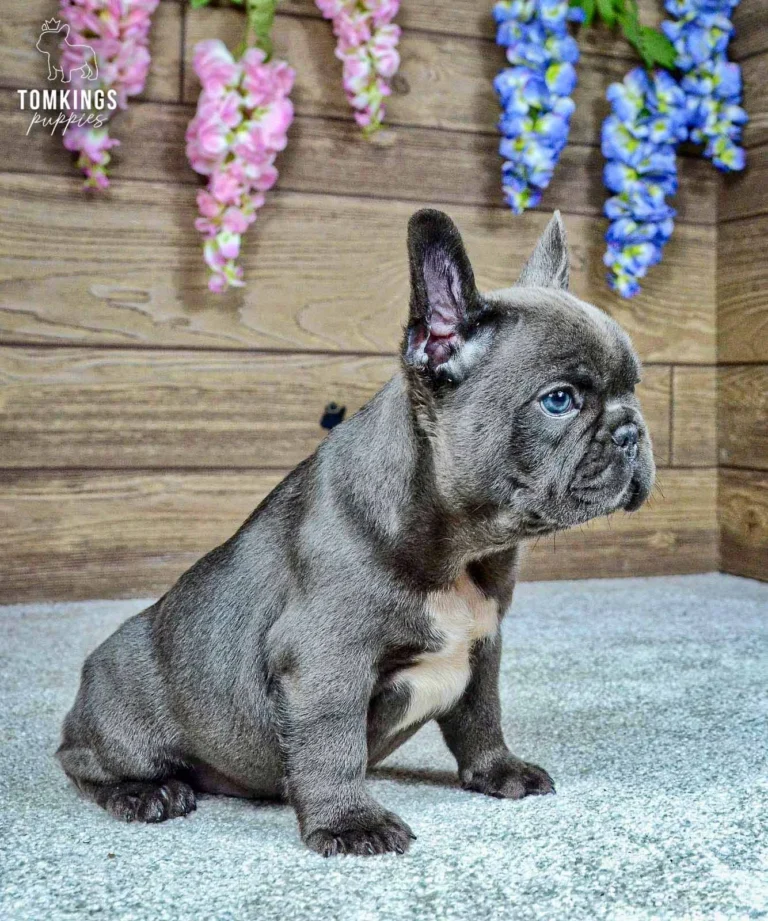 Venom, a blue French Bulldog male puppy with a white chest, sitting and looking slightly to the side in a floral studio setting.