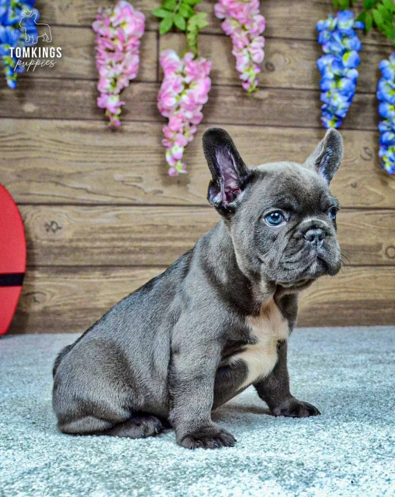 Close-up portrait of Venom, a blue French Bulldog boy with blue-gray eyes and a white chest marking.