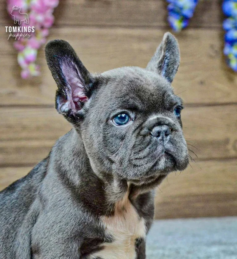 Venom, a blue French Bulldog boy with a white vest-like chest marking, sitting and facing the camera in a floral studio.