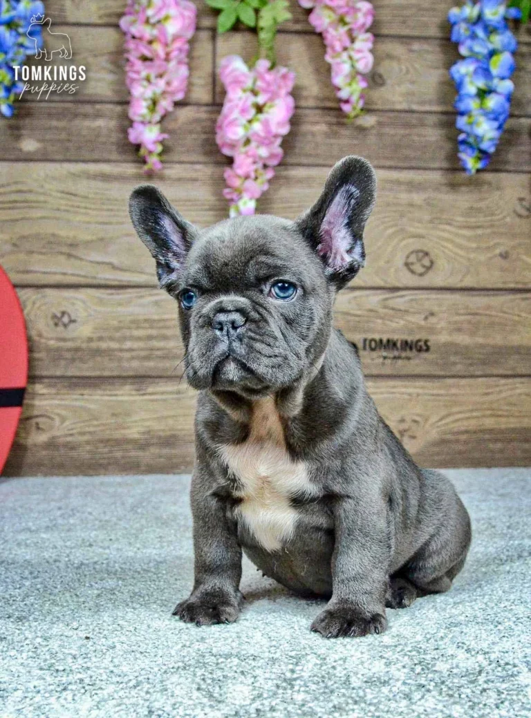 Venom, a blue male French Bulldog puppy with a white chest, sitting in a three-quarter pose against a wooden floral backdrop.