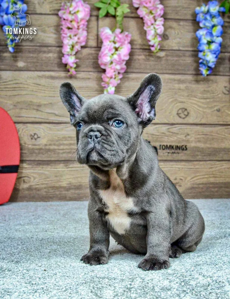 Venom, a blue French Bulldog boy, sitting upright with his white chest marking visible against a wooden flower-decorated backdrop.