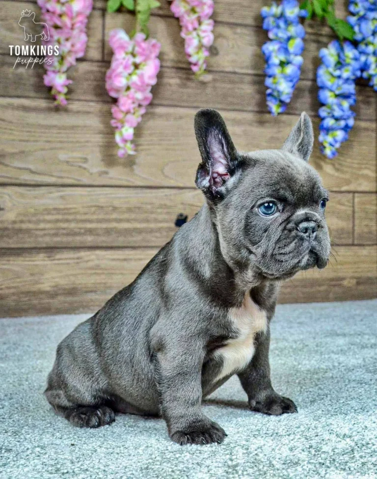 Venom, a blue French Bulldog male puppy with a white chest marking, sitting and gazing upward in a rustic studio.