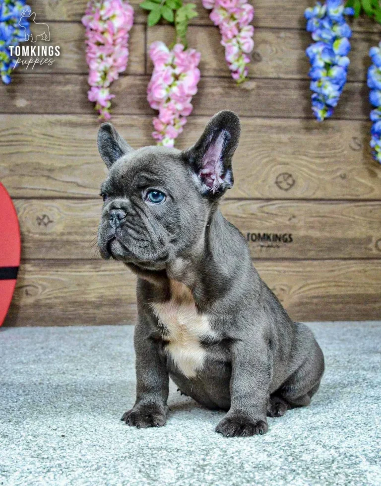 Venom, a blue French Bulldog boy with a white chest, sitting in profile beside a red heart-shaped gift box.
