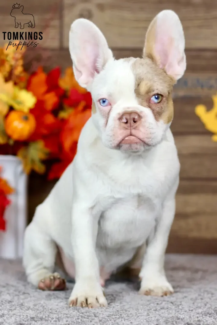 Walker, a pied French Bulldog puppy with blue eyes, sitting indoors in front of an autumn-themed backdrop.