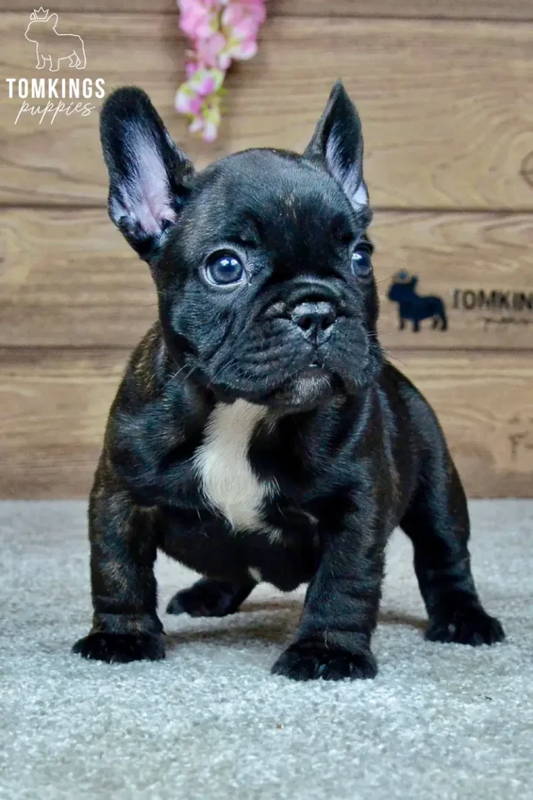 Wallace, a black brindle French Bulldog puppy with a white chest, standing indoors and looking slightly to the side.