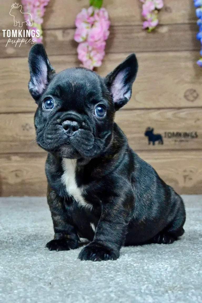 Wallace, a black brindle French Bulldog puppy with a white chest marking, sitting indoors and facing the camera.