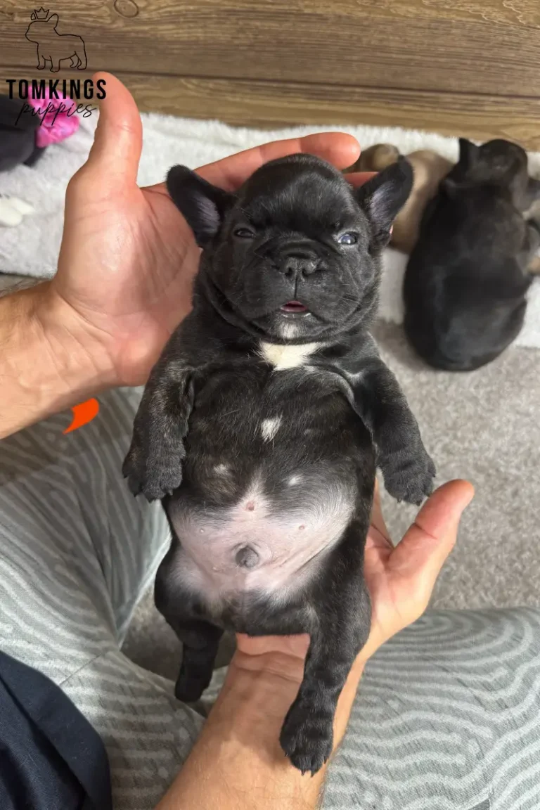 A black brindle French Bulldog puppy named Wallace, with a white chest blaze, is cradled upright in a person's hands, looking sleepy.