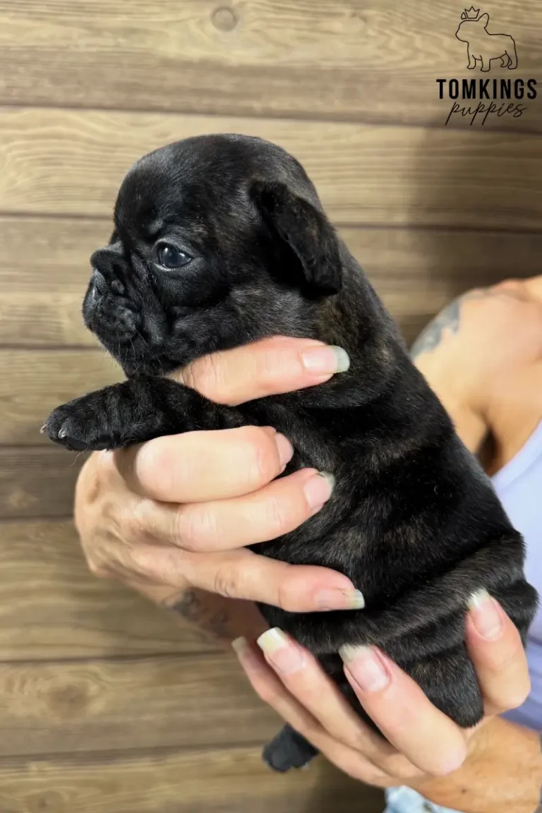 Wallace, a black brindle French Bulldog puppy, is gently held in a person's hands, looking left against a wooden background.