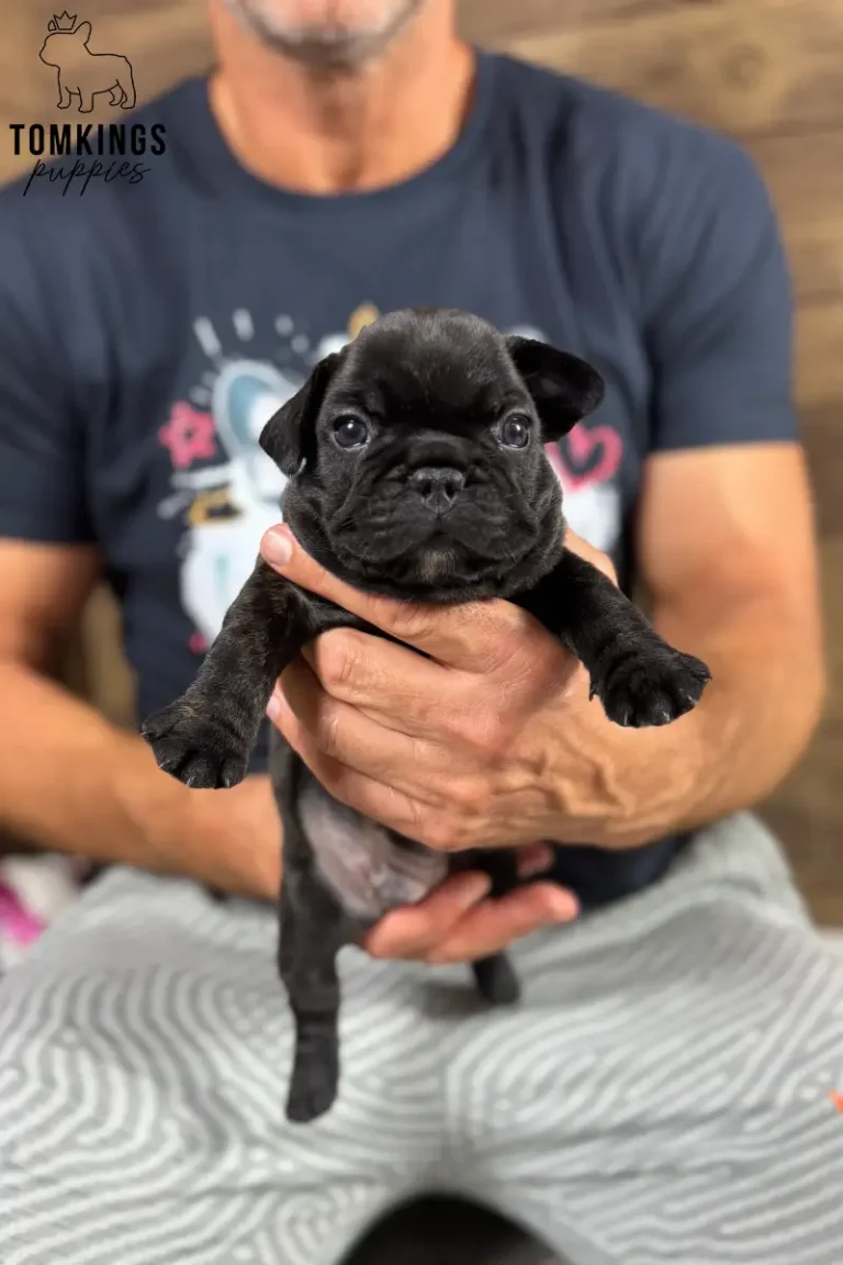 Wallace, a small black brindle French Bulldog puppy, is gently held by a person, looking directly at the camera.