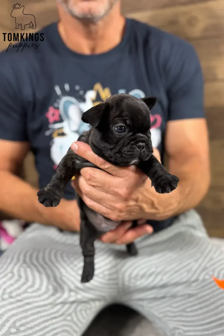 Wallace, a black brindle French Bulldog puppy, is held upright by a person and looks directly at the camera with dark eyes.