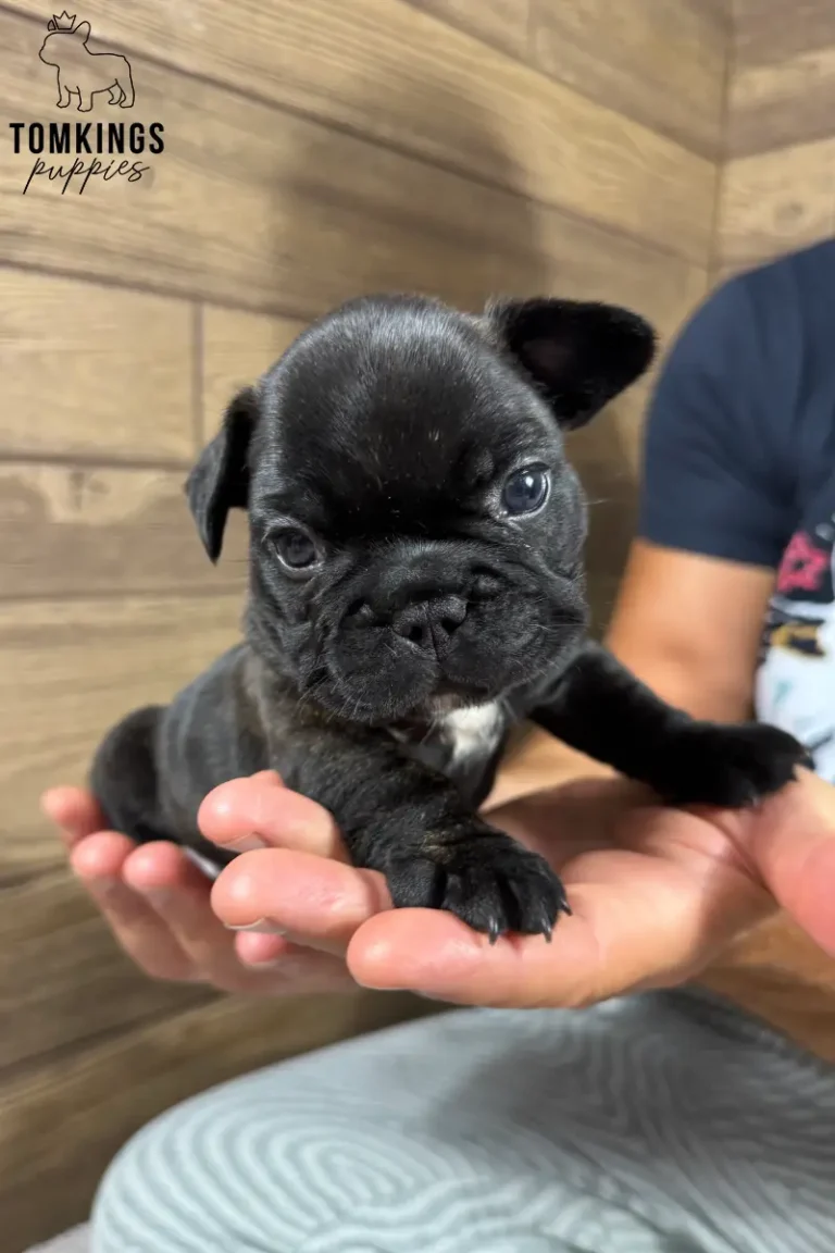Wallace, a black brindle French Bulldog puppy, sits cradled in hands, looking directly at the camera with wide, dark eyes against a wood panel wall.