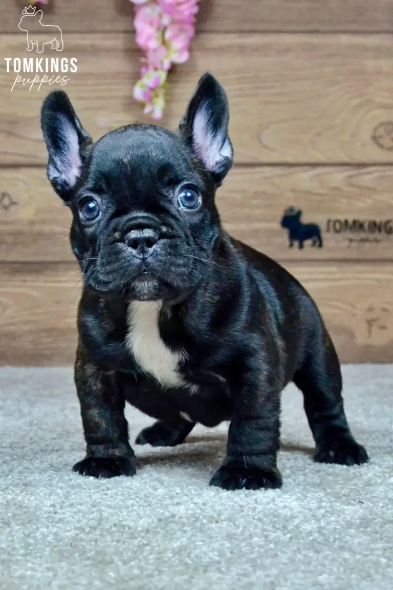 Wallace, a black brindle French Bulldog puppy with a white chest marking, standing indoors and looking directly at the camera.