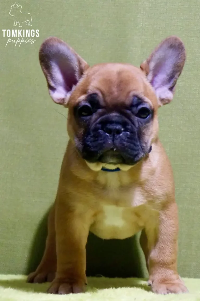 A red French Bulldog puppy named Watson sits calmly, looking directly at the camera. He has a dark mask and a small white chest patch, wearing a blue collar against a green background.